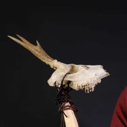 Hirschschädel Mit Geweih Und Kiefern -Angebote Wikinger Kleidung Store hirschschaedel mit geweih und kiefern 5